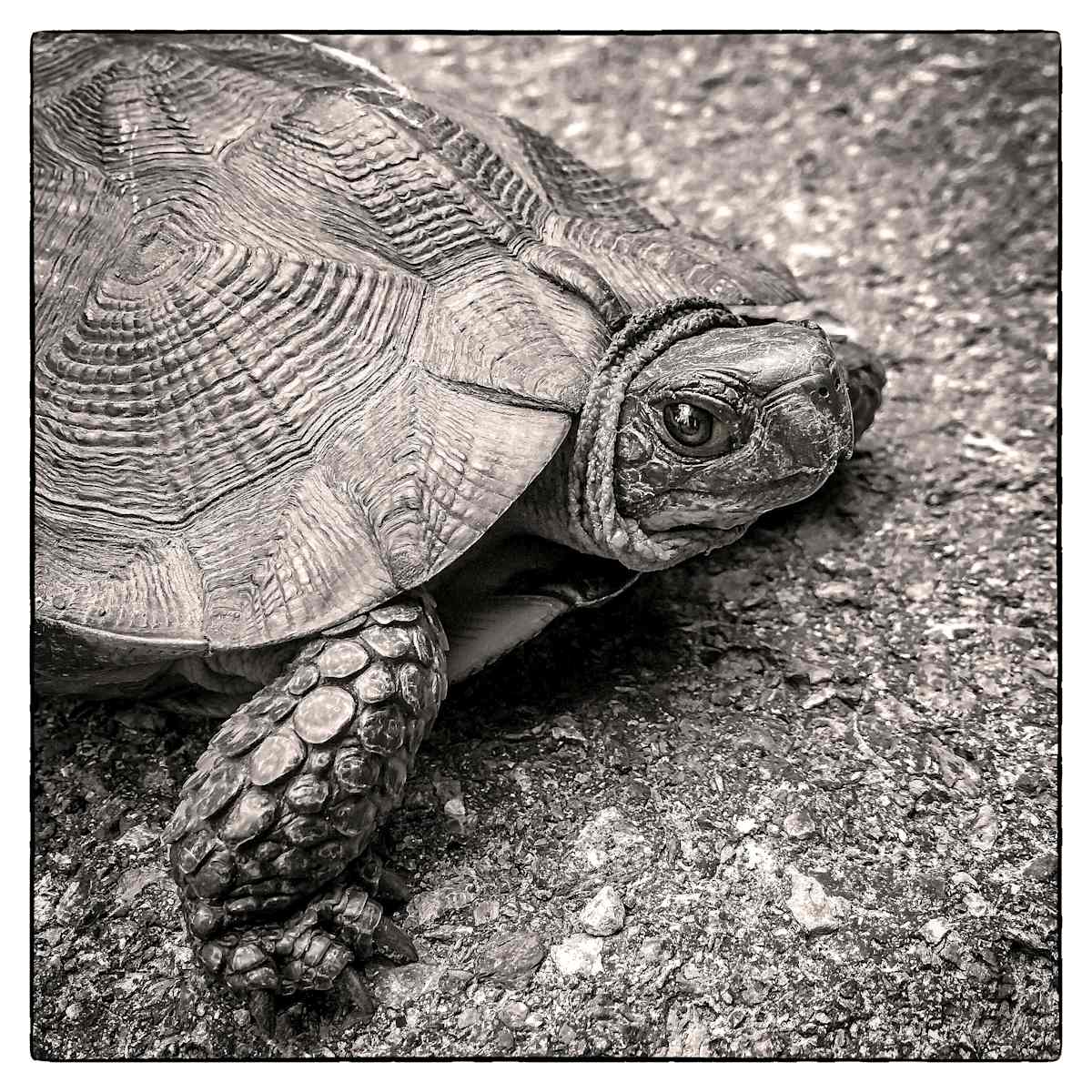 Wood Turtle by Kelly Sinclair 