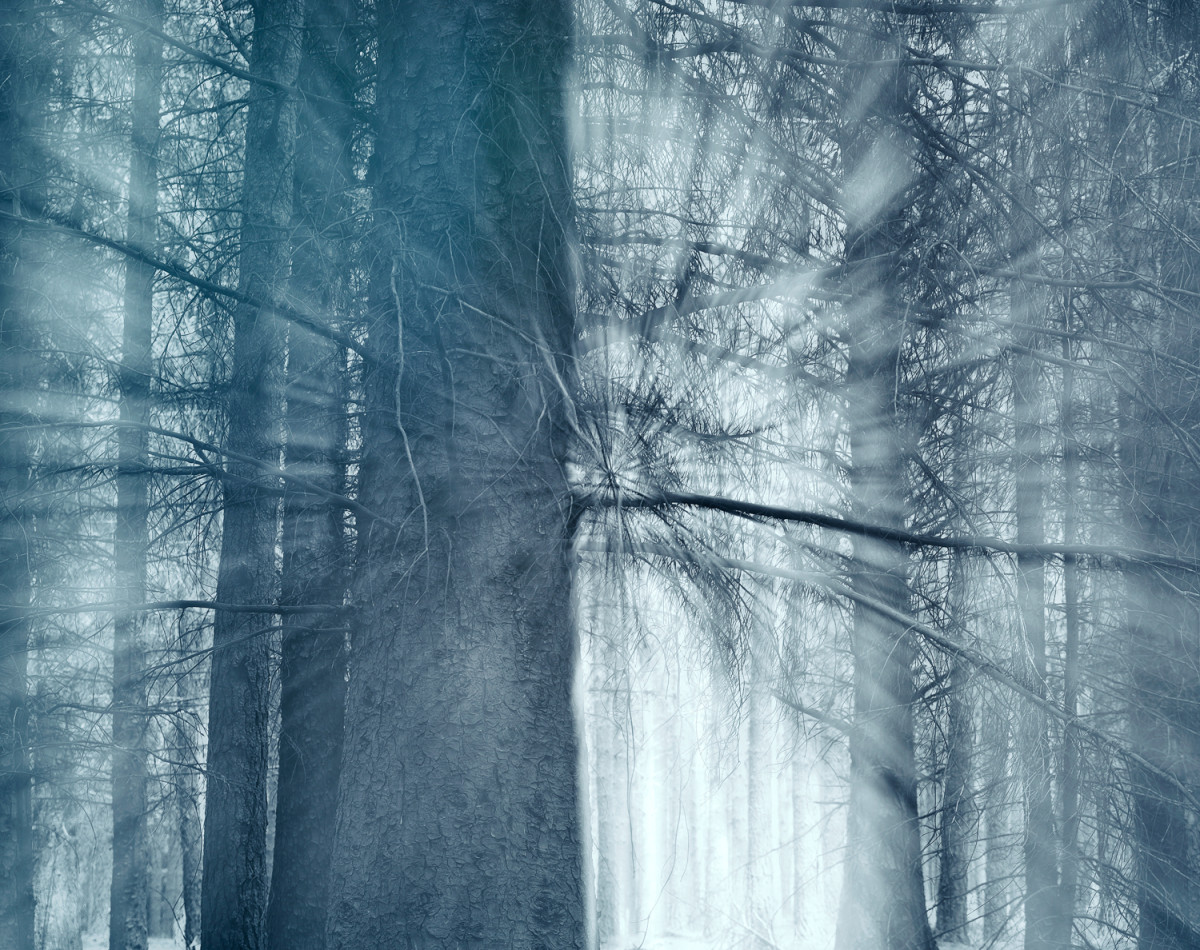 Forest of dreams by Caroline Fraser 