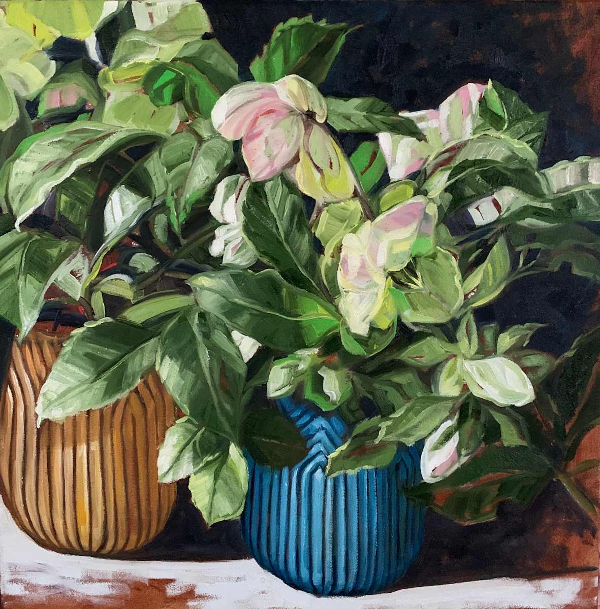 hellebore in shadow by Alicia Cornwell 