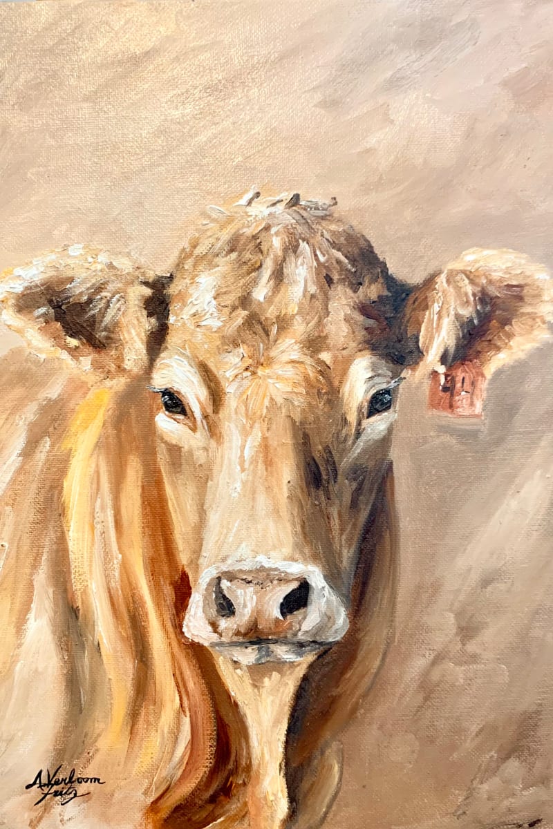 The Charolais by Alexandra Verboom Fritz  Image: ‘The Charolais’ is an original oil painting by Alexandra Verboom Fritz featuring the portrait of a Charolais cow looking straight on at the viewer. A soft side light adds contrast between the golden highlights of her hide and the burnt umber lowlights in the shadows.