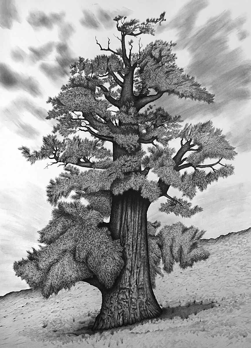 Bennett Juniper by Gunnar Norquist, Image 1.