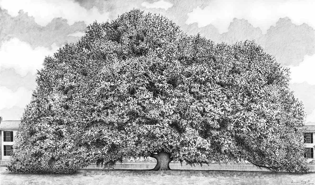Compton Oak by Gunnar Norquist, Image 1.