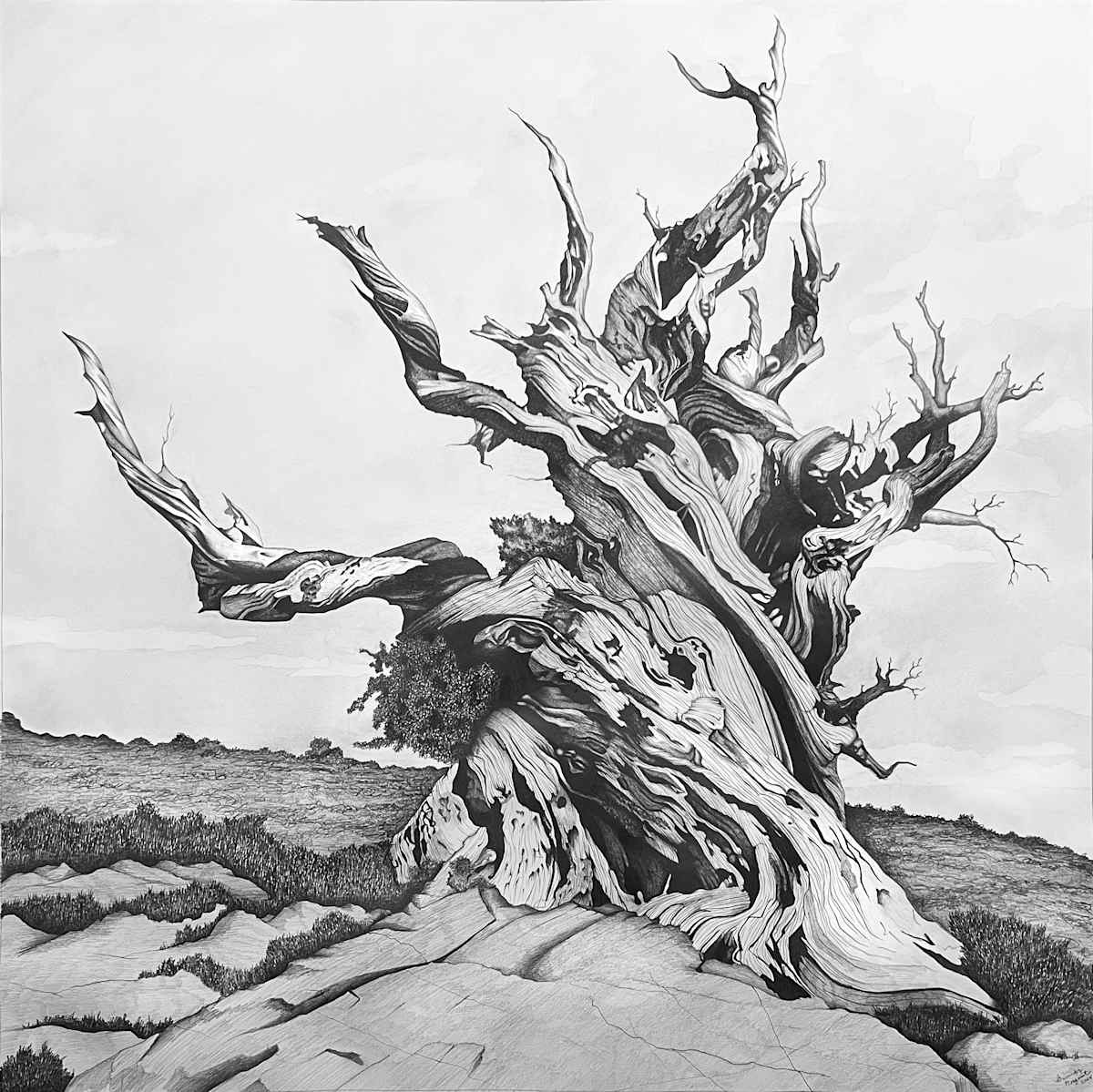 Methuselah by Gunnar Norquist, Image 1.