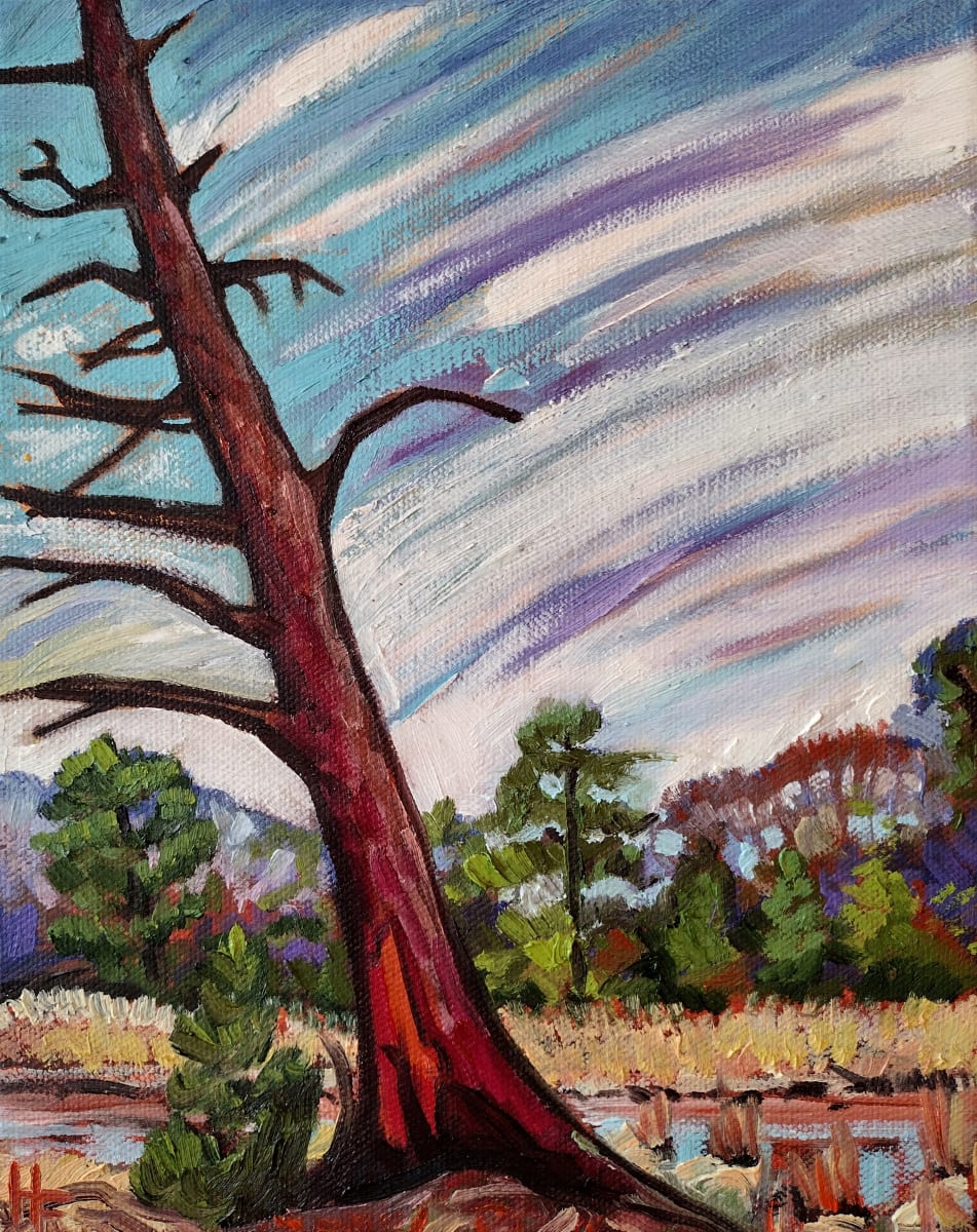 Crooked Cedar  Image: Painting based on a plein air study during my artist residency in Gloucester Virginia, Spring 2022