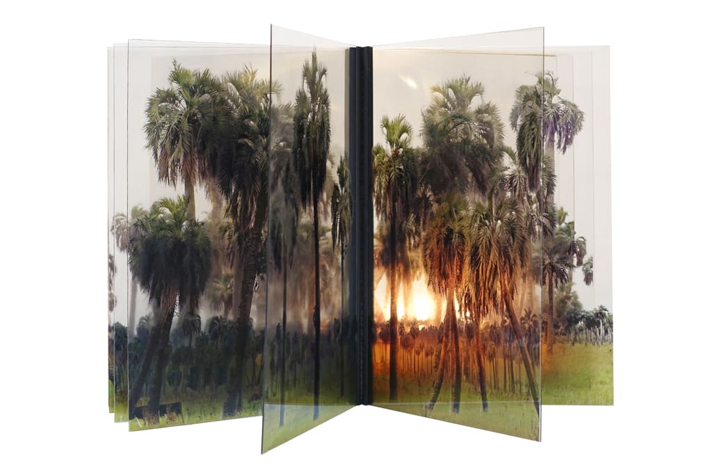 Palms de la serie "Ad infinitum" by Jacques Bedel 