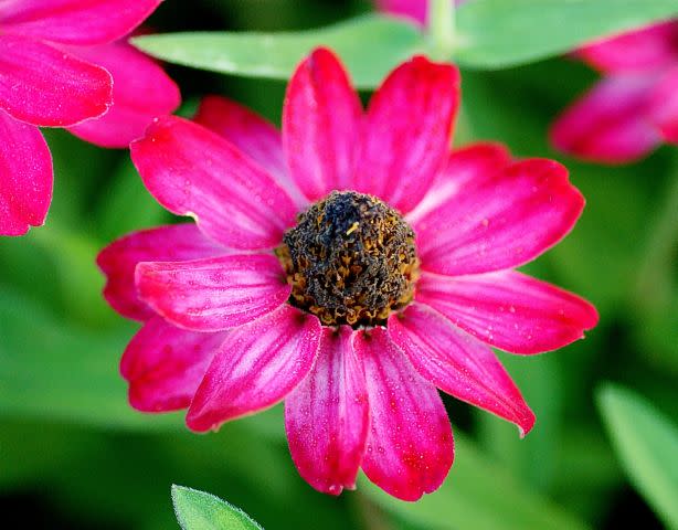 Pretty In Pink by Michael Davis 