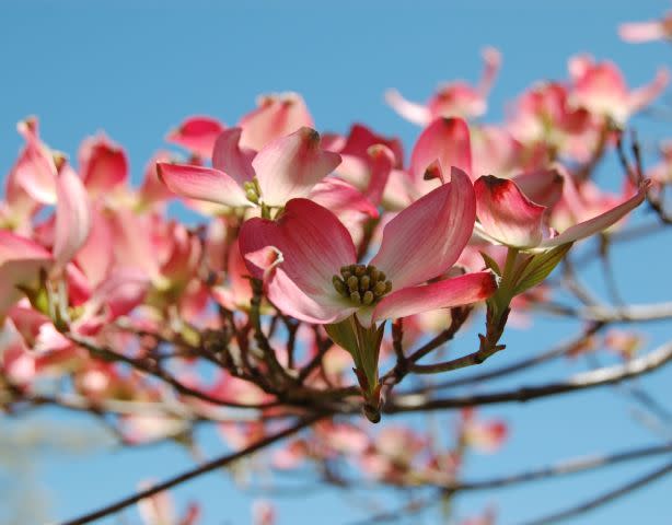 Spring Has Sprung by Michael Davis 