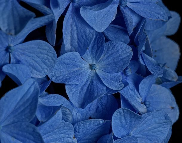 Blue Blossoms by Michael Davis 