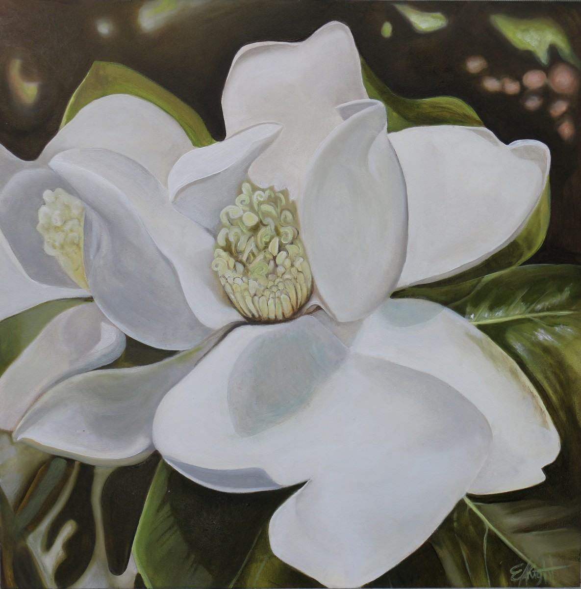 Lewis Ginter Magnolia by Emma Knight 