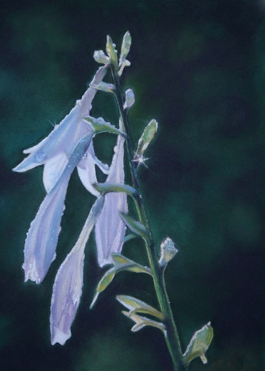 Hosta Dew by Kathy  Dolan, MPAC, IGOR, PAC, SCA 