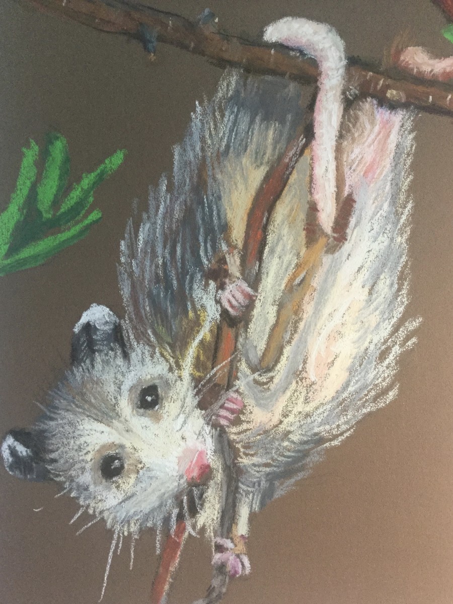 Old Baby Opossum by Kathryn Reis 
