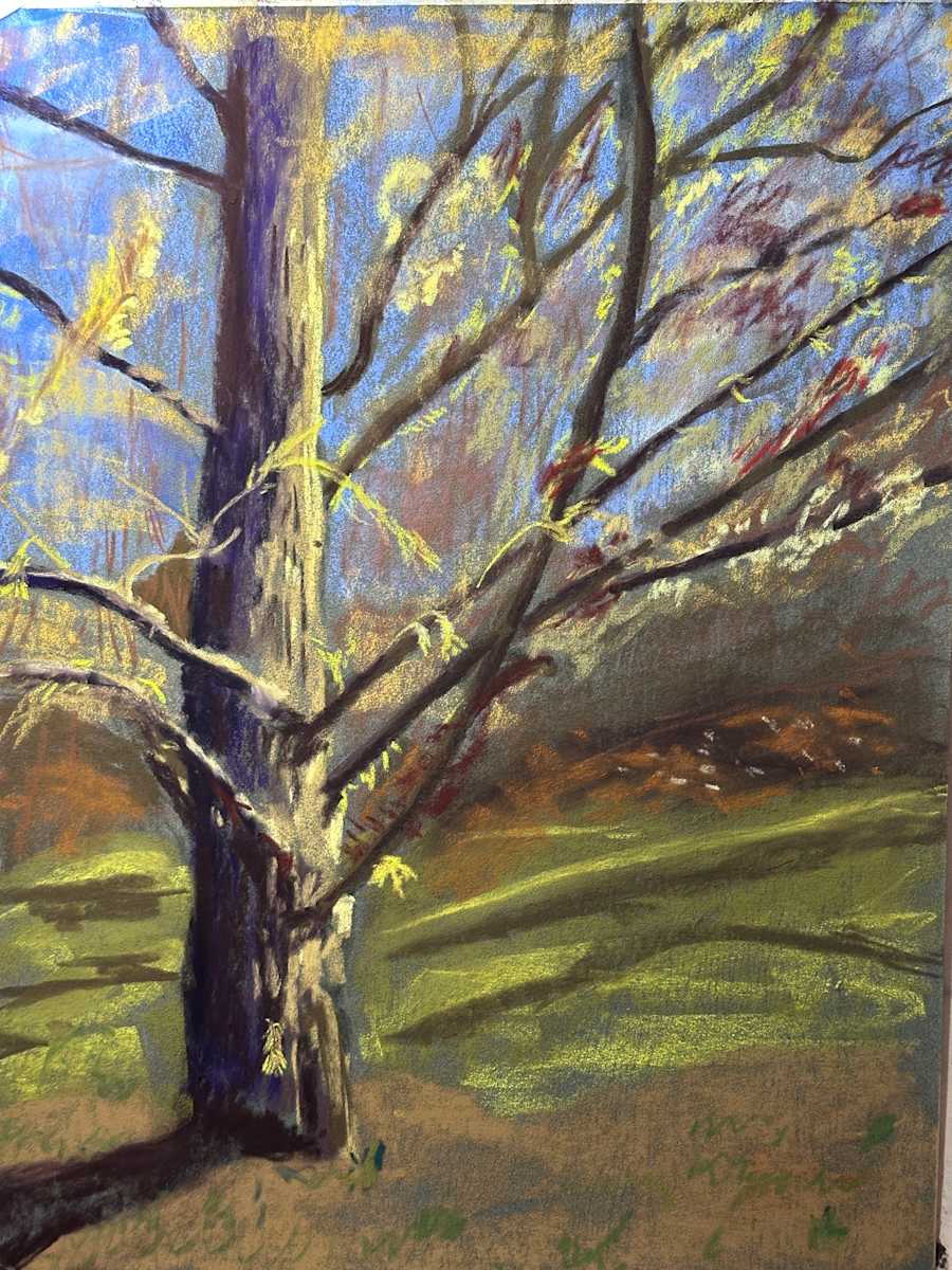 Dawn Redwood by Kathryn Reis 