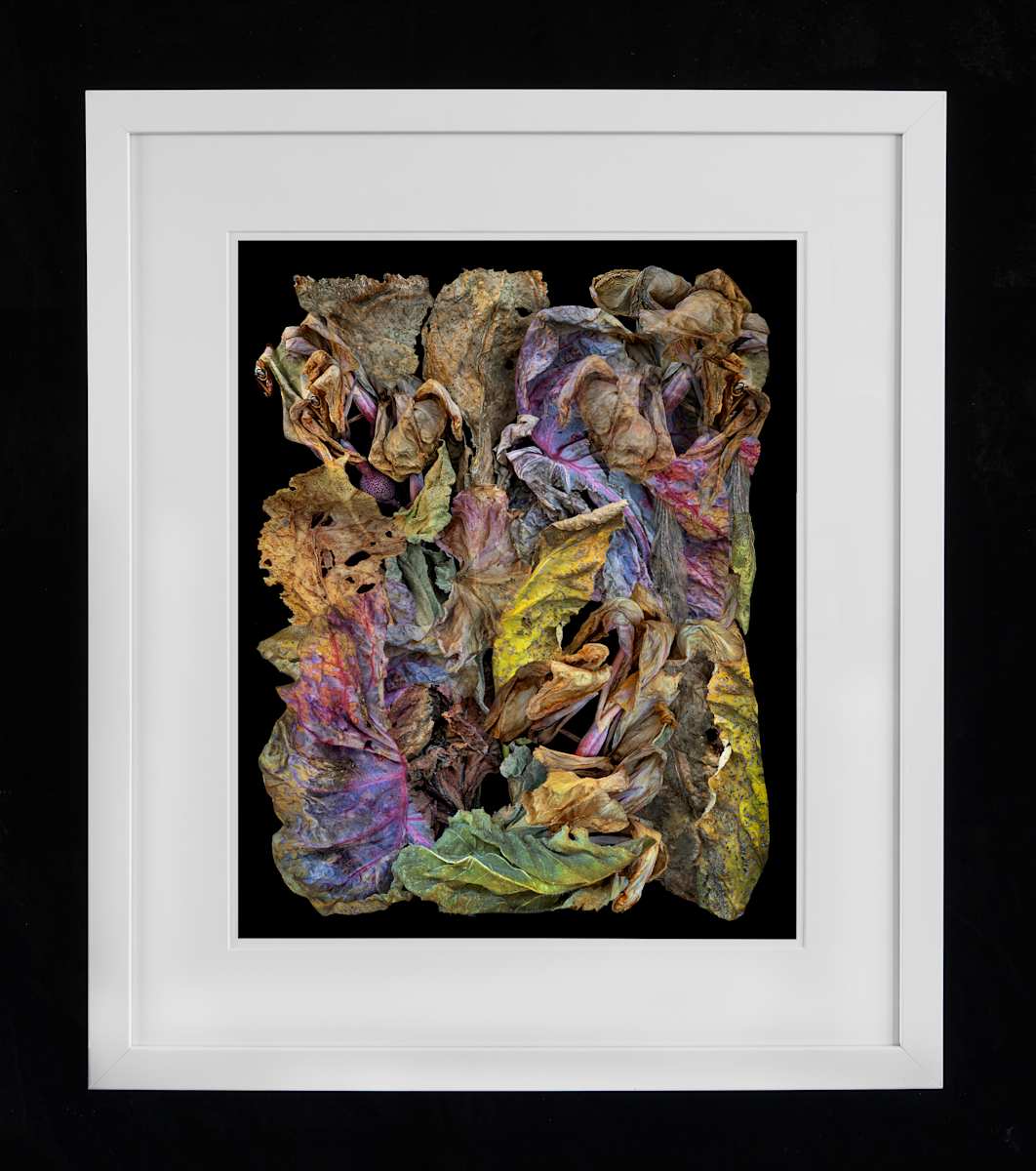 Composition with Fall Leaves #2 by Jon Burris 