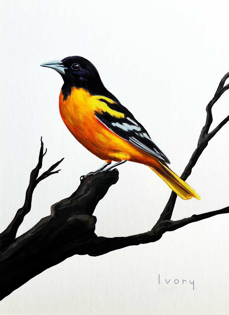 Baltimore Oriole by Ivory Keyes 