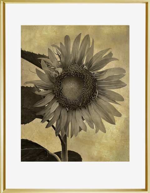 Sunflower 7/24 (version #2) by Jon Burris 