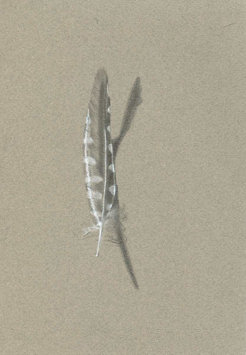 Feather Found on a Walk by Patricia Vinyard, Image 1.