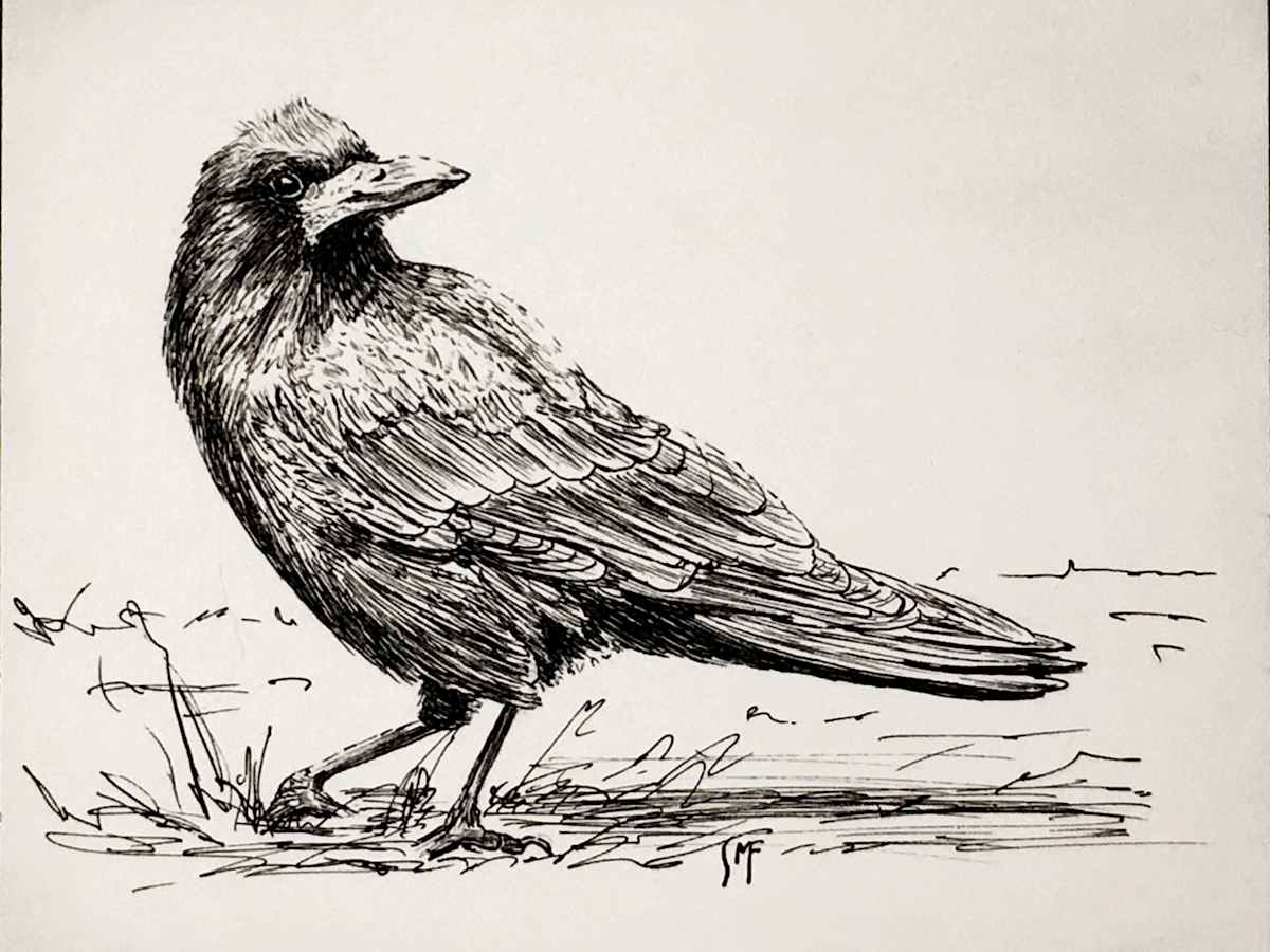 Rook by Susannah Fisher 