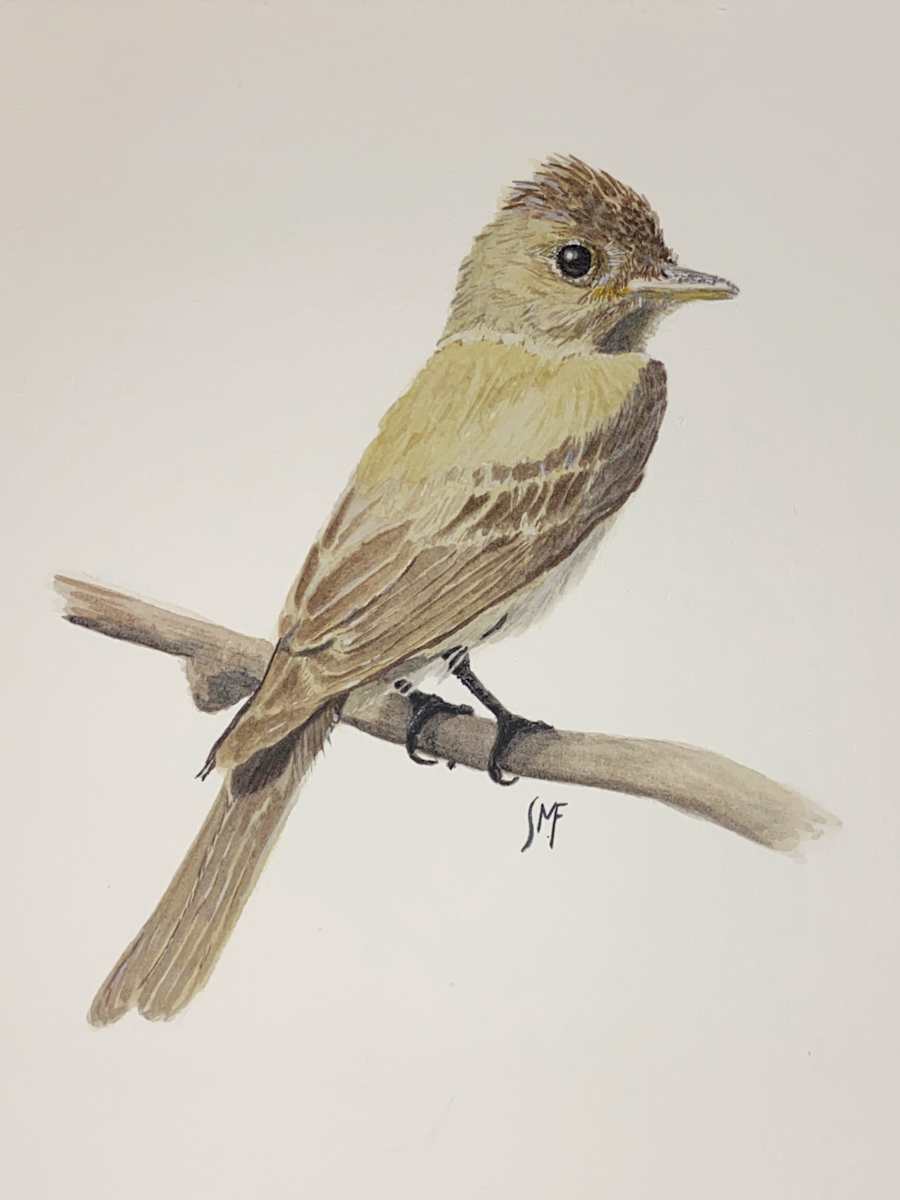Eastern Wood-pewee by Susannah Fisher 