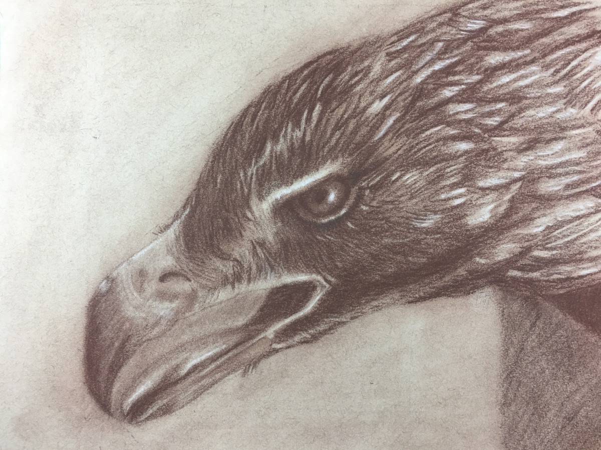 Golden Eagle by Susannah Fisher 