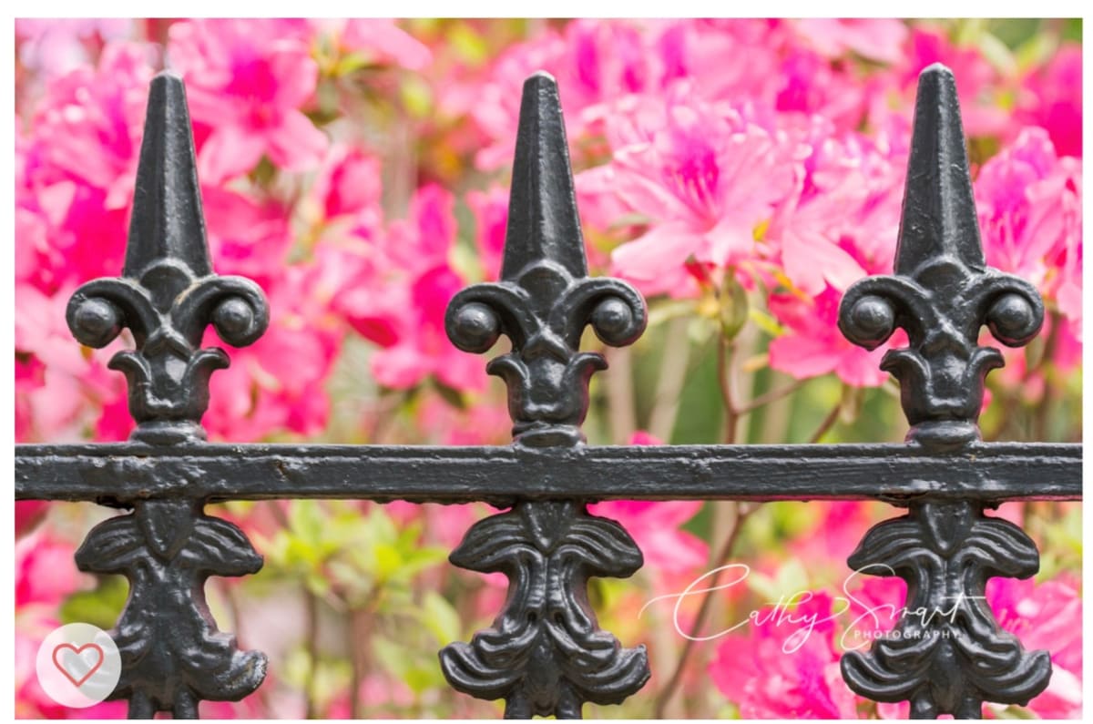 (11) Fleur d'lis and Azaleas by Cathy Smart, Image 1.