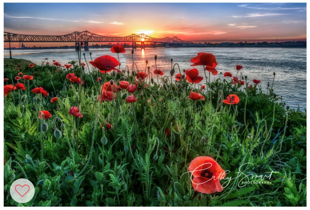 (13) Poppies at Sunset by Cathy Smart 