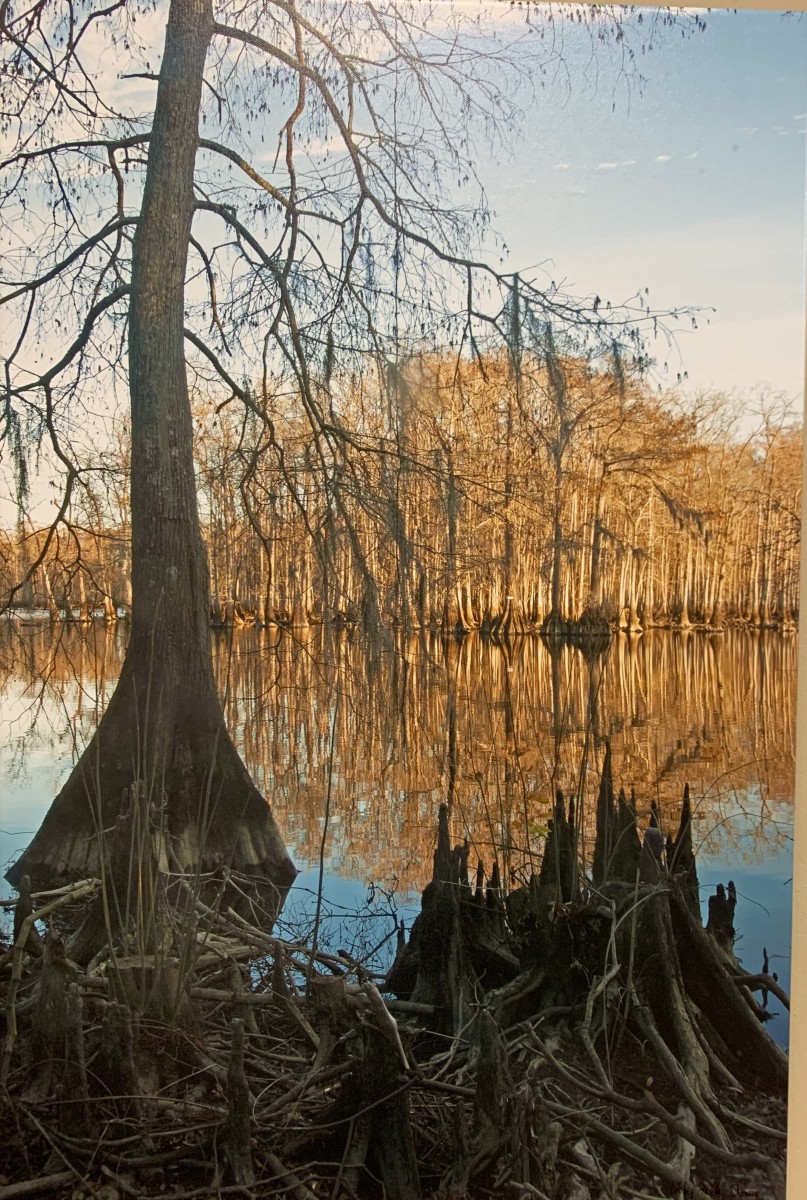Cypresses, Blood River (14) by Libby Falk Jones, Image 1.