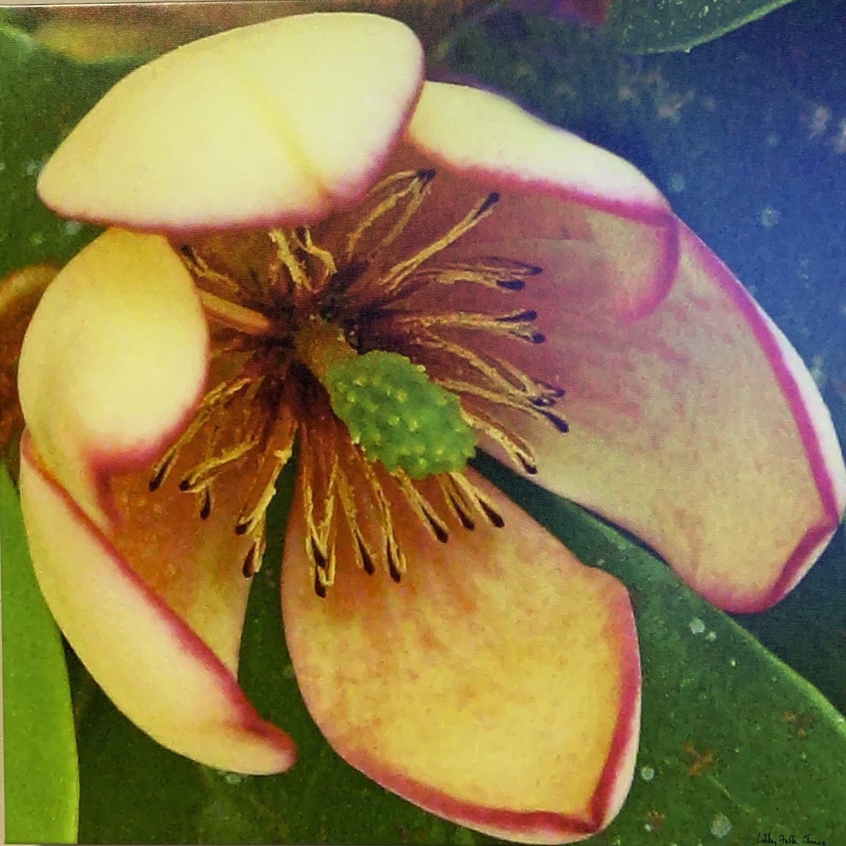 Magnolia Fuscata (17) by Libby Falk Jones, Image 1.
