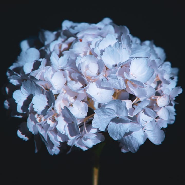 21 Hydrangea 02 by Margaret Crosby 