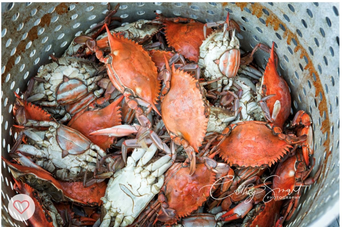 (24) Crabs from the collection of Baton Rouge General Arts in Medicine