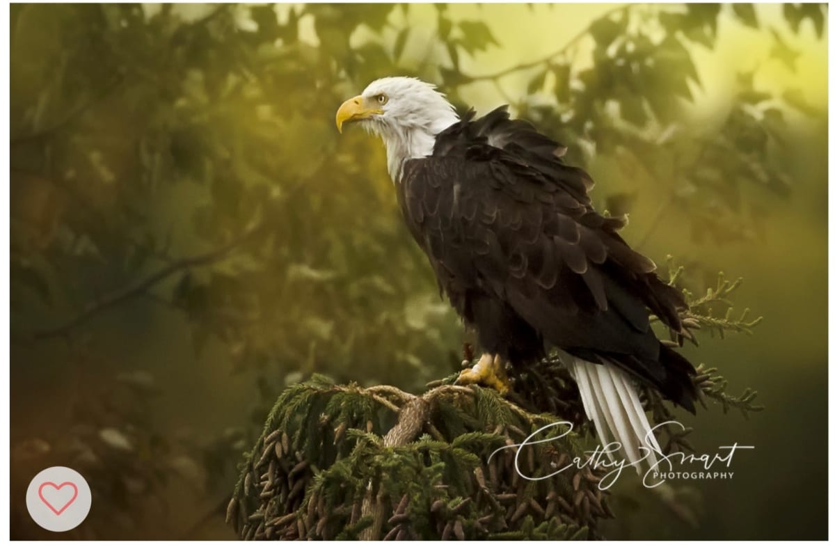 (33) Bald Eagle by Cathy Smart, Image 1.