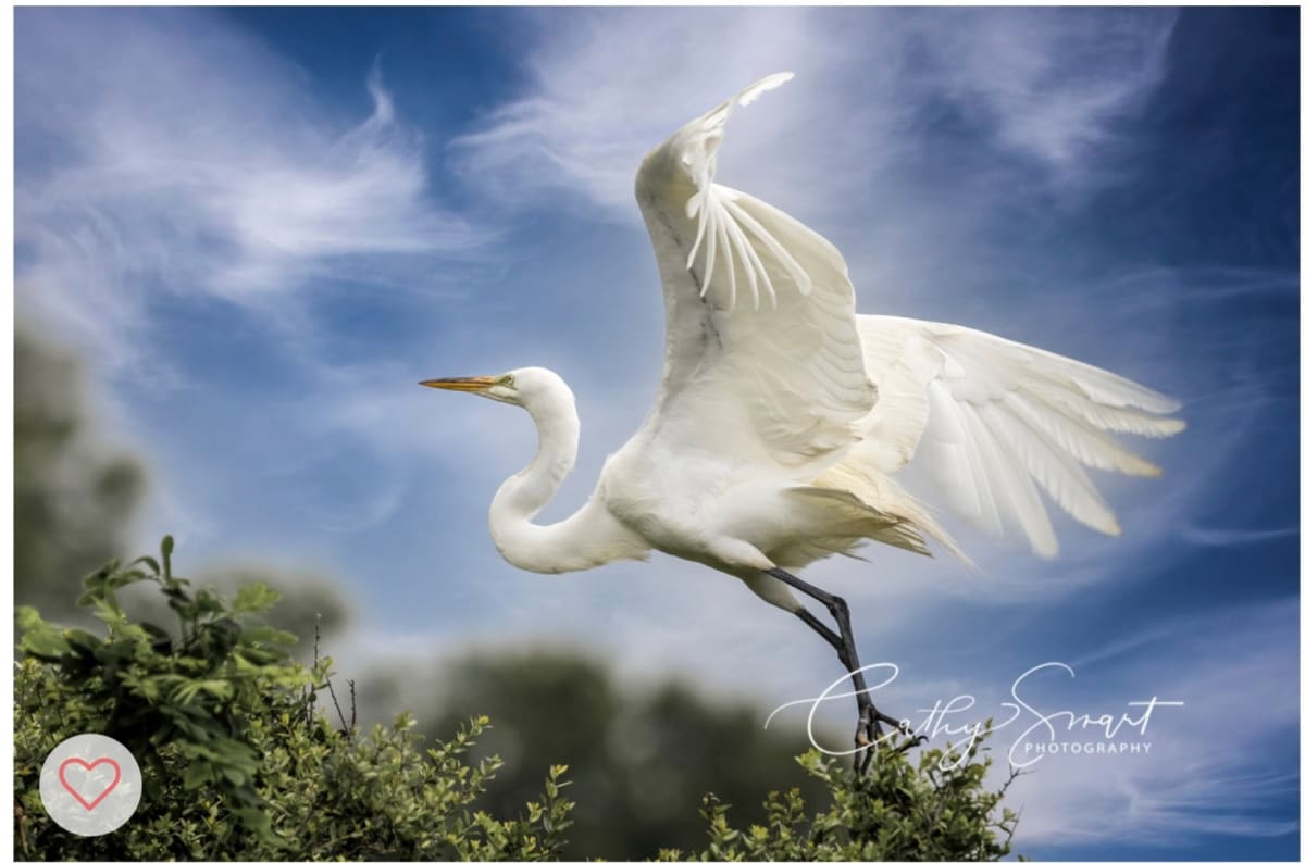 (41) A Graceful Great White Egret by Cathy Smart 