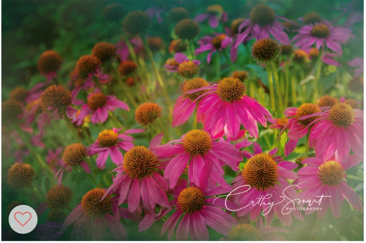 (47) Cone Flowers by Cathy Smart 