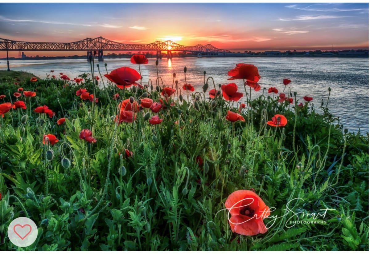 (4) Poppies at  Sunset by Cathy Smart 