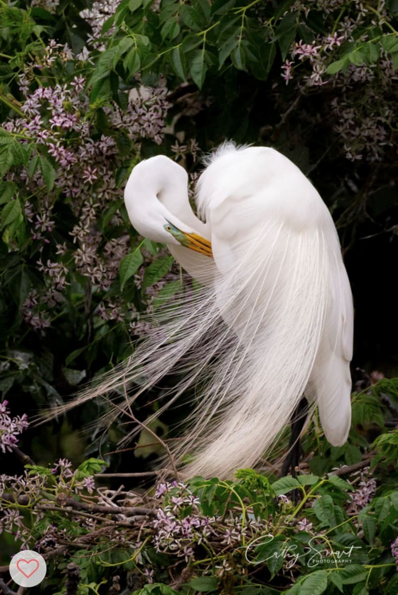 (5) Preening Egret by Cathy Smart, Image 1.