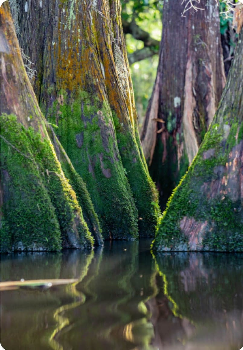 7 Louisiana Glimpse 001 by Margaret Crosby 