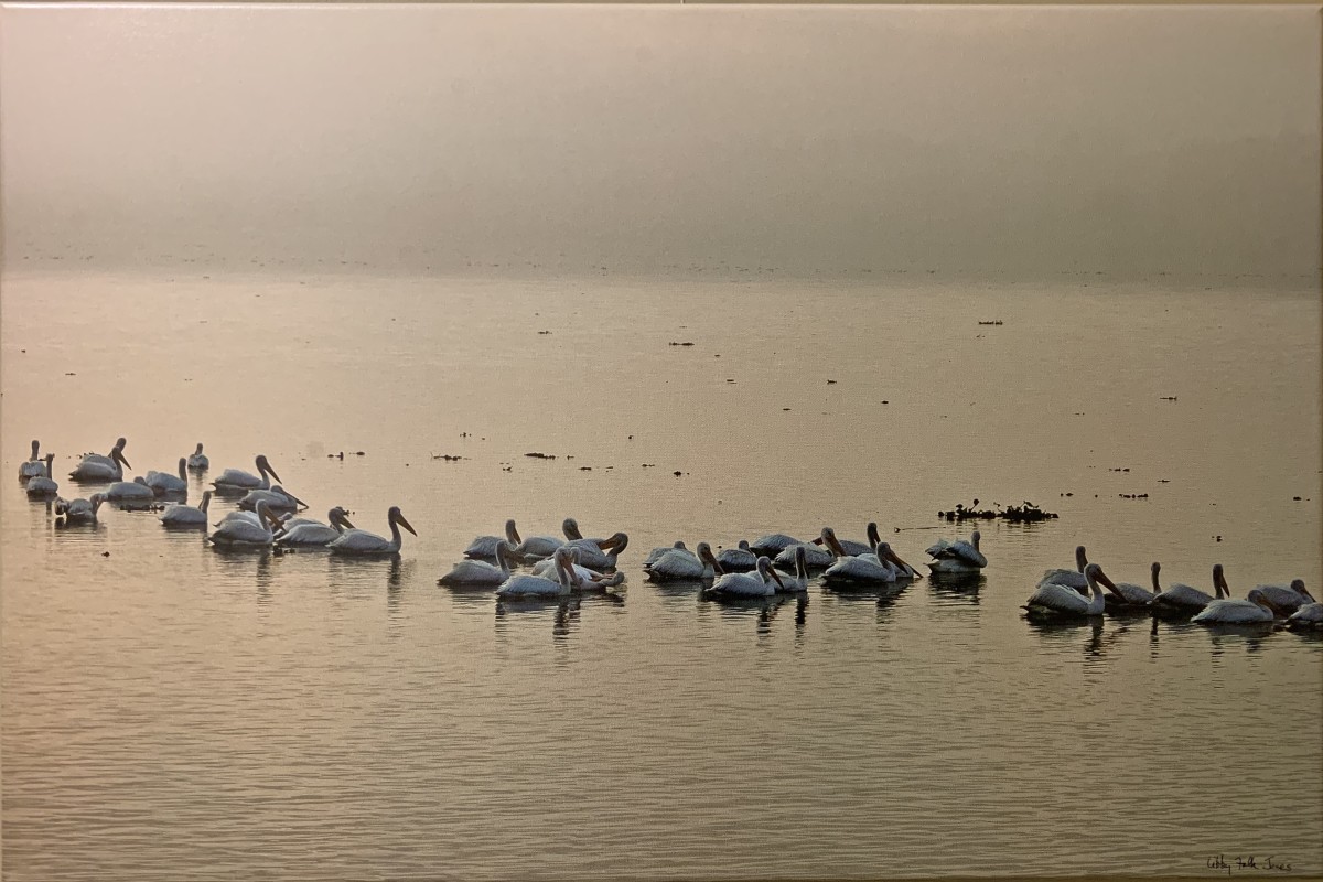 Pelicans, Baton Rouge Lakes (9) by Libby Falk Jones 