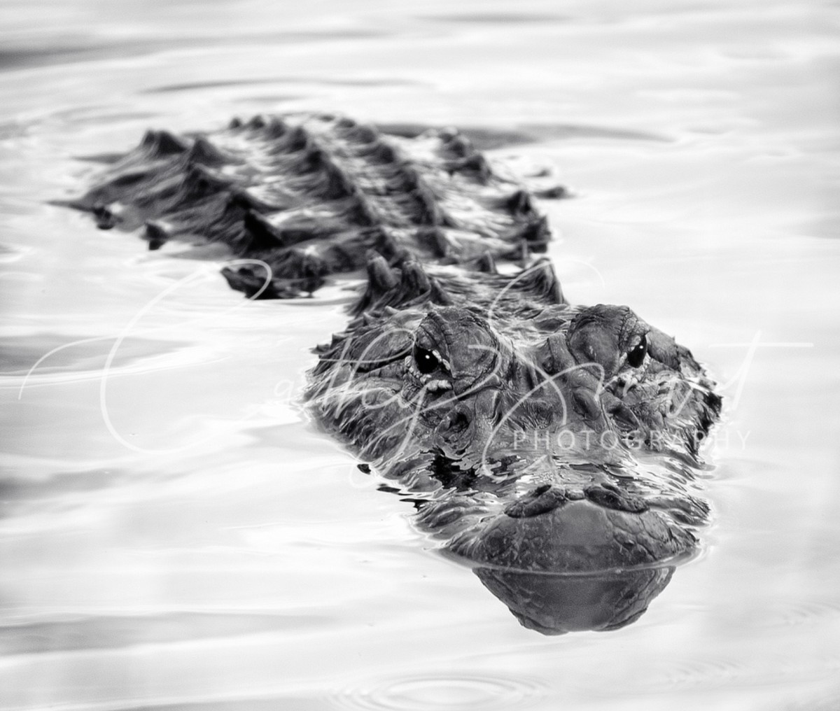 Alligator by Cathy Smart, Image 1.