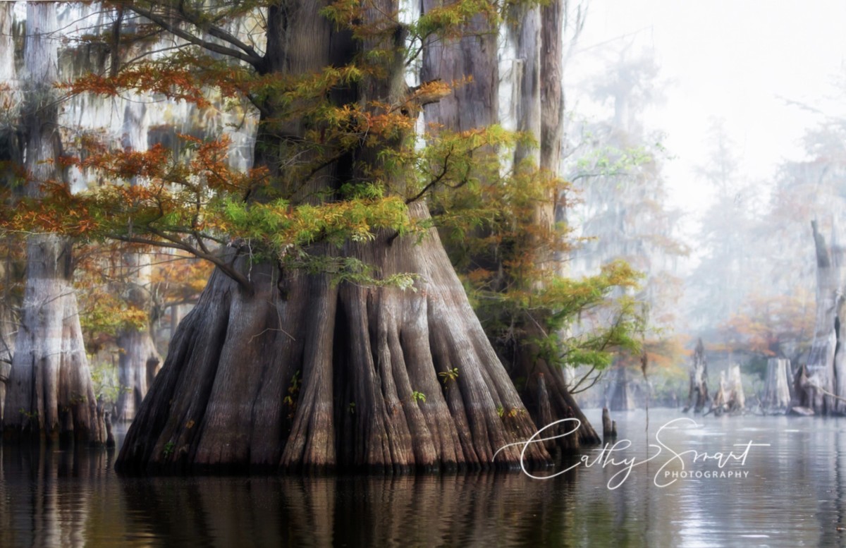 Autumn in the Bayou by Cathy Smart, Image 1.