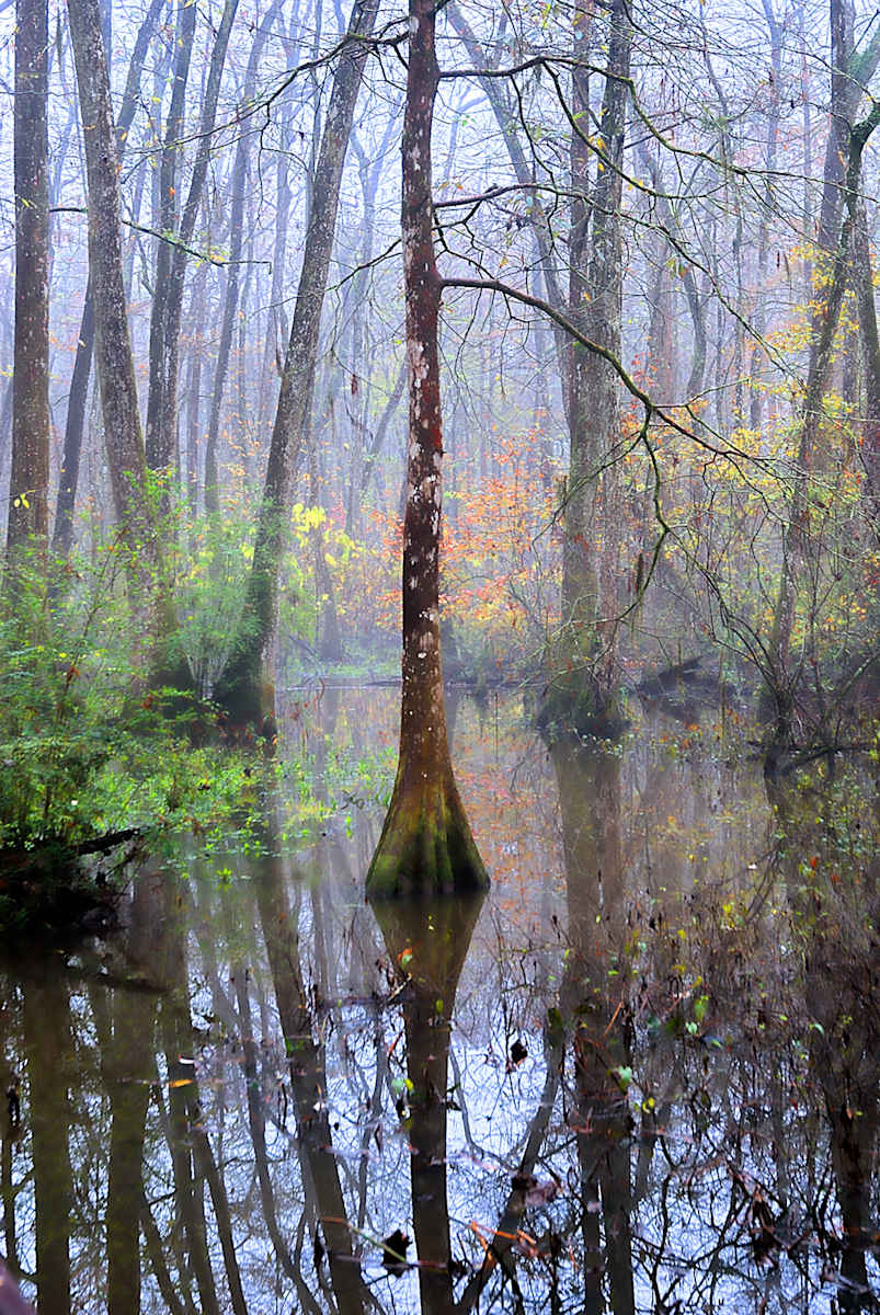 Reflections at Blue Bonnet Swamp by Paul Taylor 