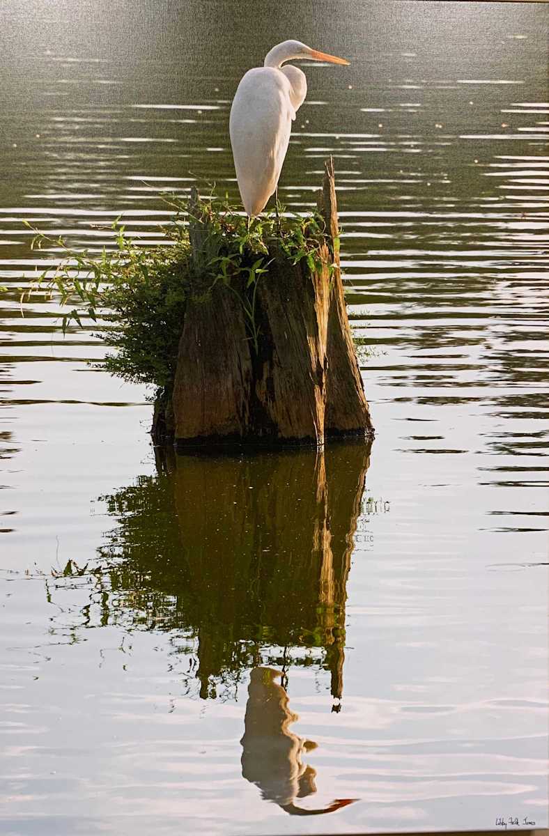 Egret, Baton Rouge Lakes (2) by Libby Falk Jones 