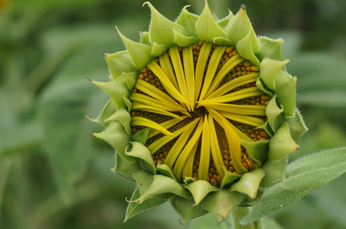 Ready to Burst Open by KC Kuhnert 