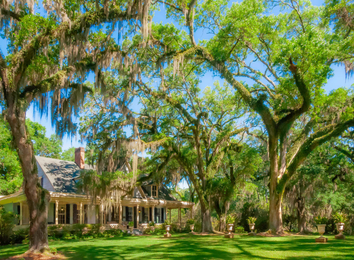 Louisiana Spring by David M. Kors 
