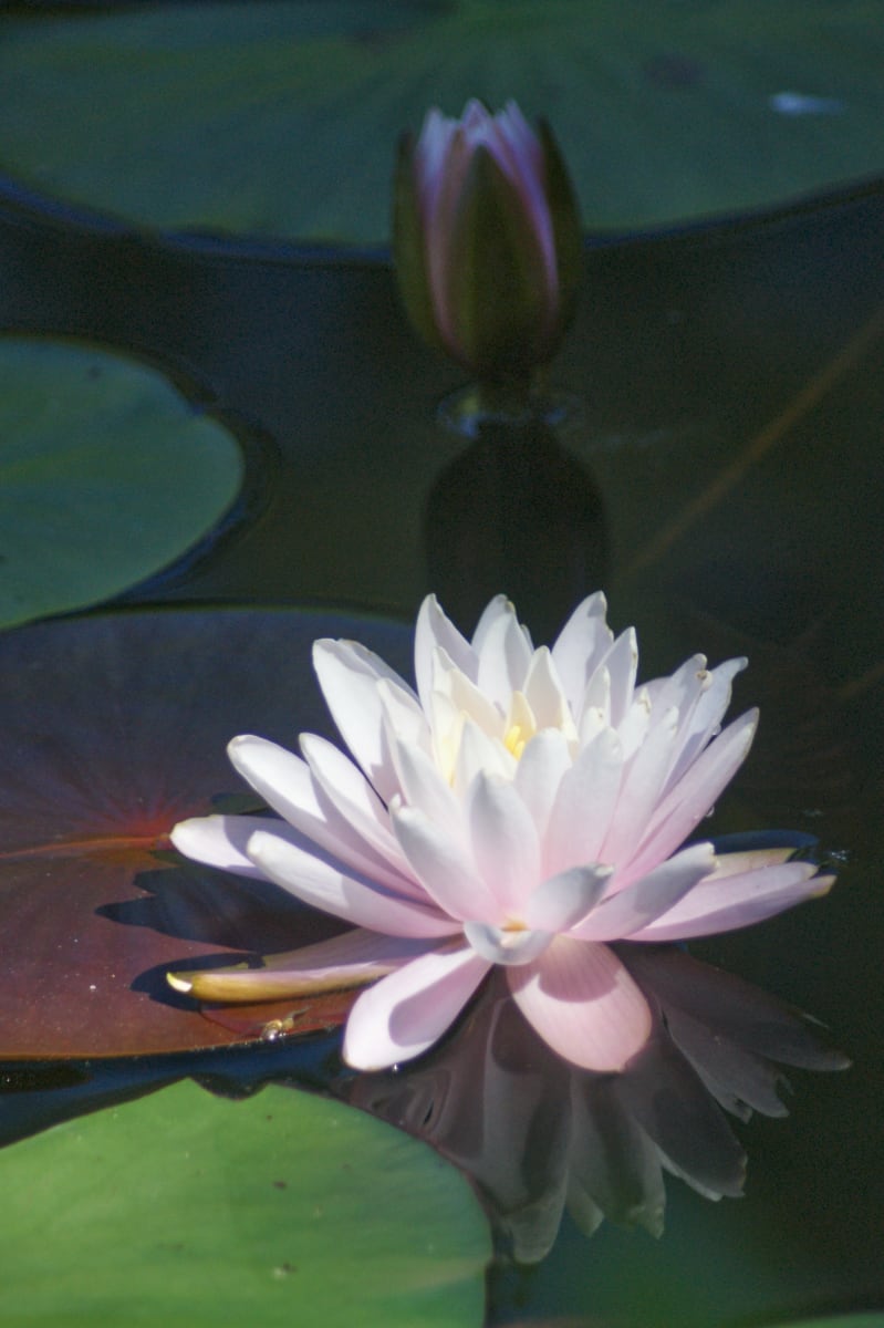 Lovely Pink Water Lily by KC Kuhnert 
