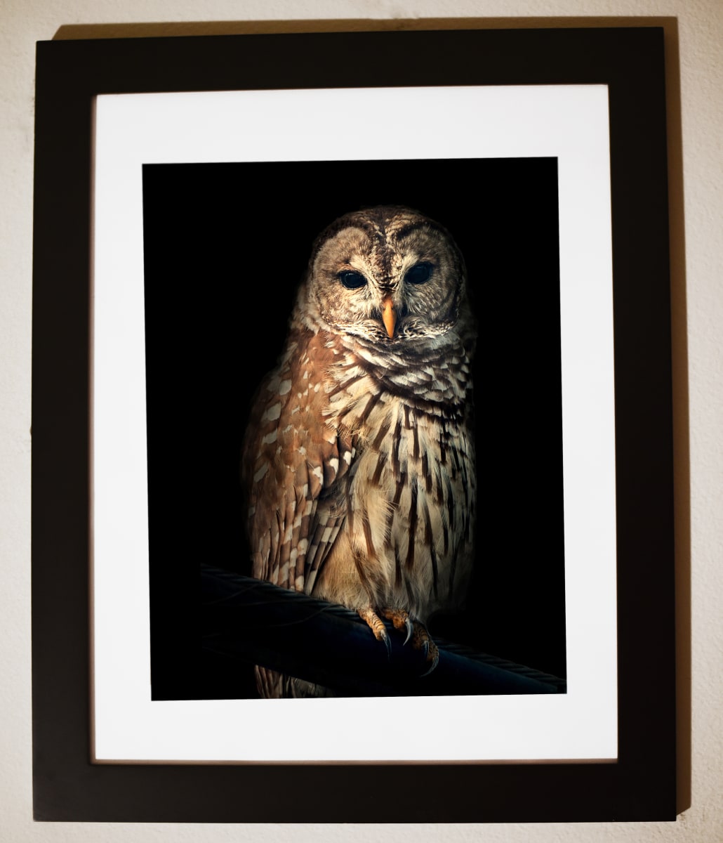 Portrait of a Barred Owl by Donna Stelly, Image 1.