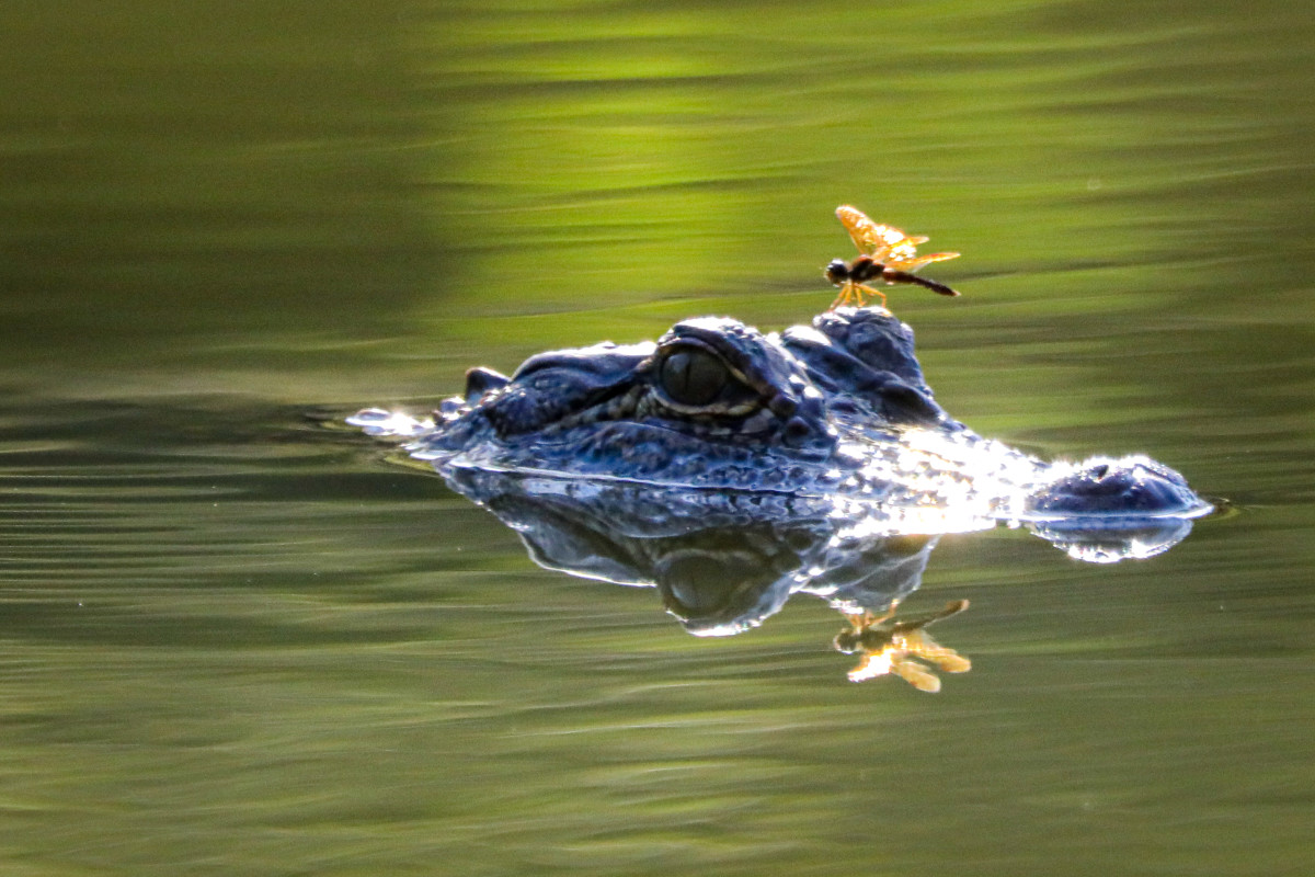 Reflection of Life in the Bayou by Scott Black, Image 1.