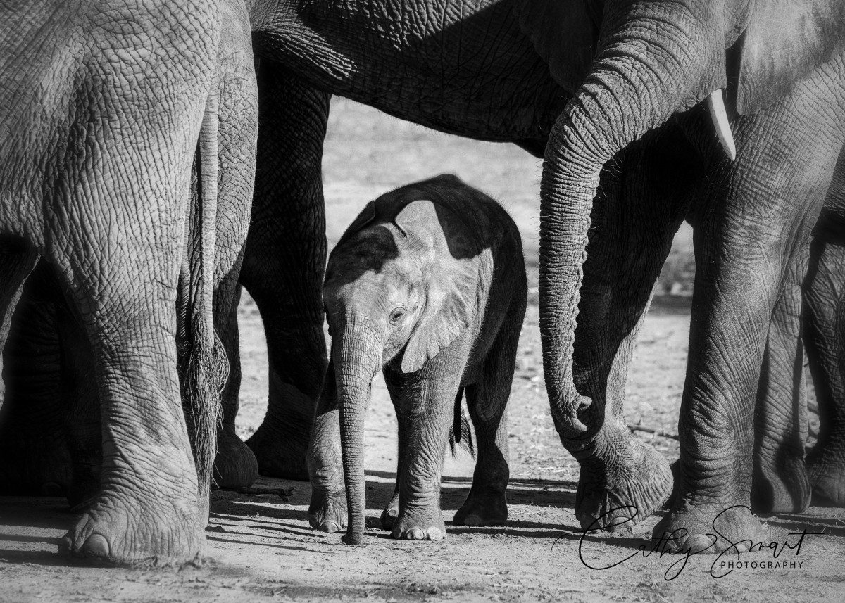 Surrounded by Love by Cathy Smart, Image 1.