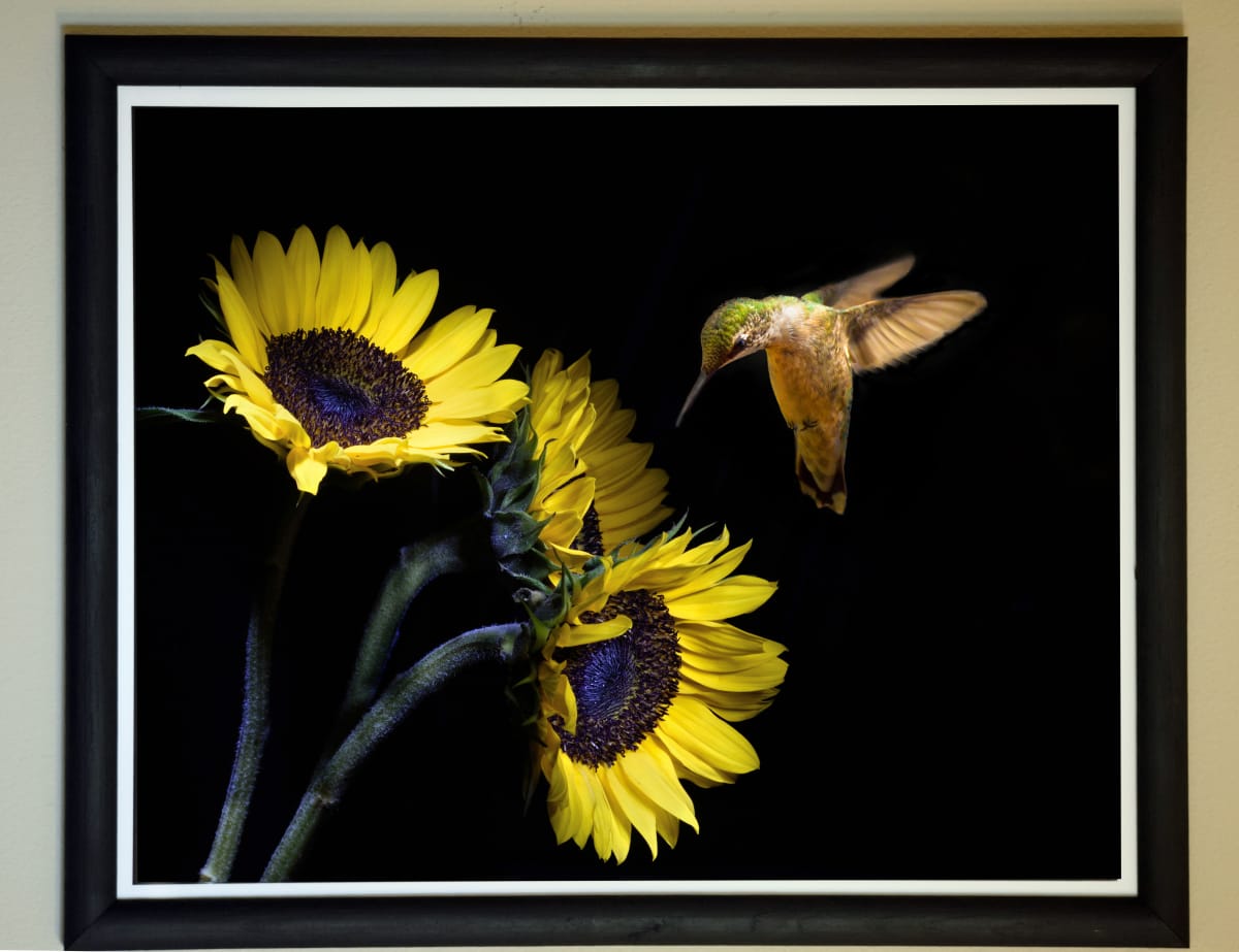 The Visitor by Donna Stelly, Image 1.