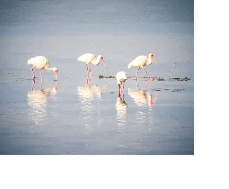 White Ibis Florida by Michelle Crefasi, Image 1.