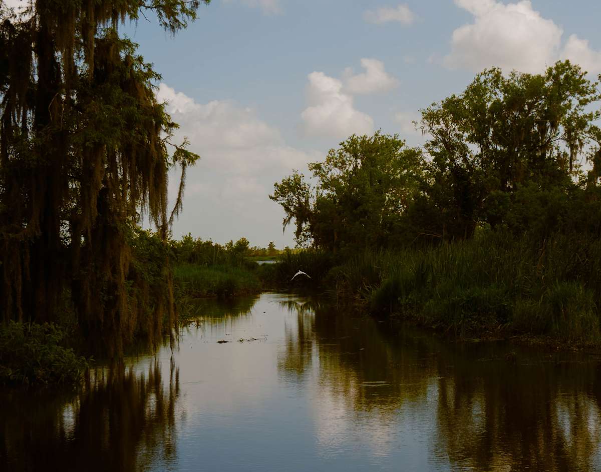 Bayou Bird by Lindsey Chambley, Image 1.