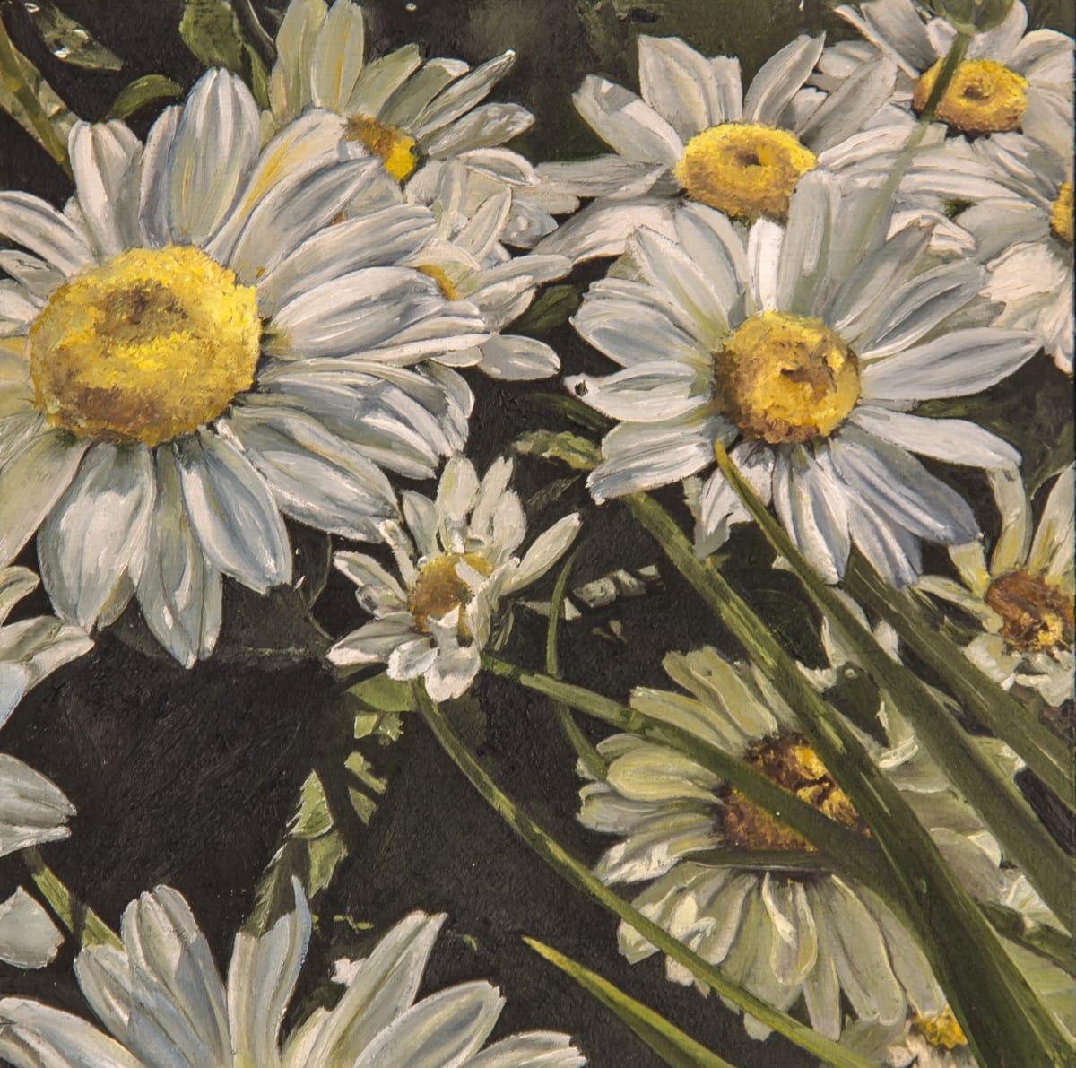 Daisies Galore by Nila Jane Autry 